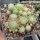 Sempervivum Spring Beauty (dw)