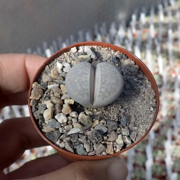 Lithops amicorum C 410