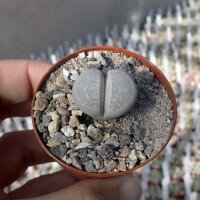 Lithops amicorum C 410