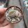 Lithops gesinae v. gesinae C 406