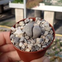 Lithops optica C 307