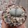 Lithops optica C 307