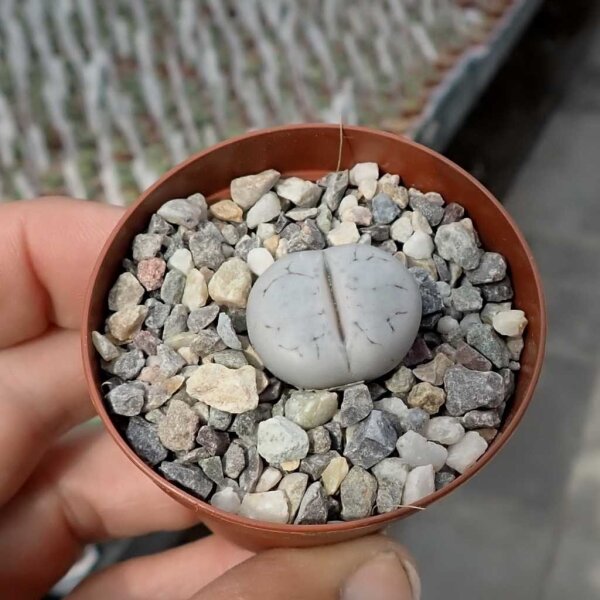 Lithops gracilidelineata ssp. gracilidelineata v. gracilidelineata C 385