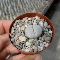 Lithops gracilidelineata ssp. gracilidelineata v....