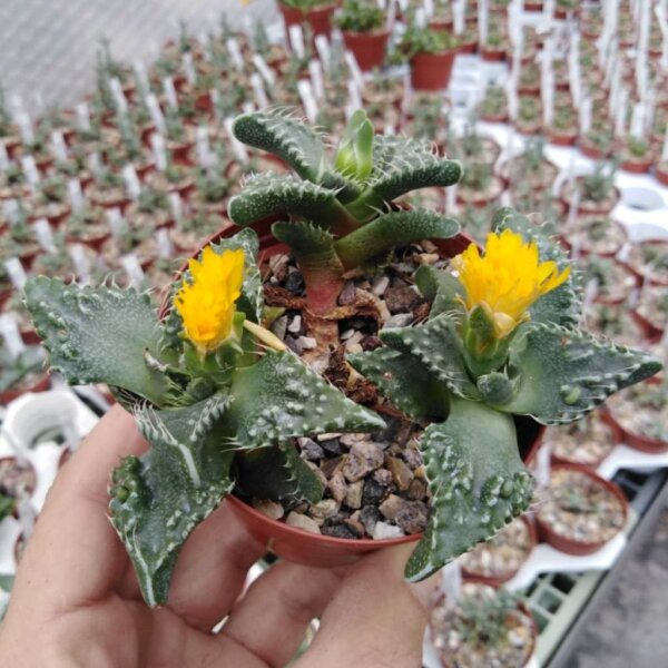 Faucaria tuberculosa  cv. Sato
