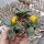 Faucaria tuberculosa  cv. Sato