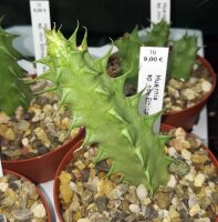 Huernia sp. nov. Ethiopia, McCoyi