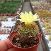 Frailea heliosa