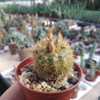 Frailea heliosa