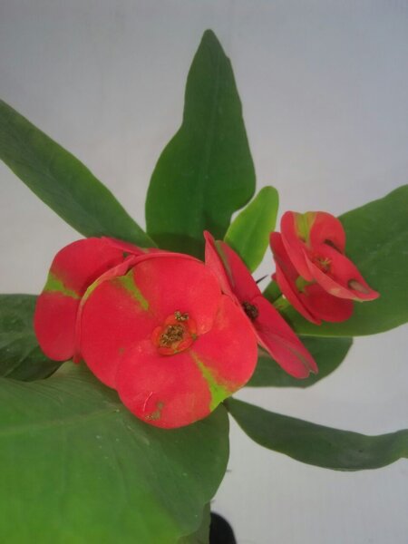 Euphorbia milii Grandiflora-Thai-Hybr. Maha Sakthi