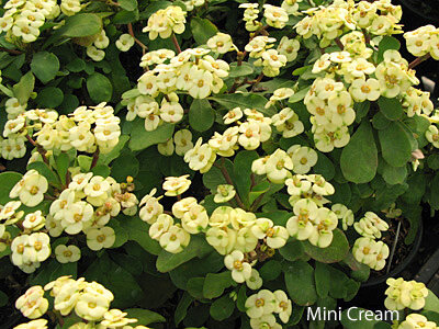 Euphorbia milii-Hybr. Mini Cream