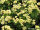 Euphorbia milii-Hybr. Mini Cream