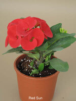Euphorbia milii Grandiflora-Thai-Hybr.  White Snow