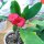 Euphorbia milii Grandiflora-Thai-Hybr.  White Snow