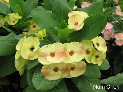 Euphorbia milii Grandiflora-Thai-Hybr. Nam Chock