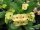 Euphorbia milii Grandiflora-Thai-Hybr. Nam Chock