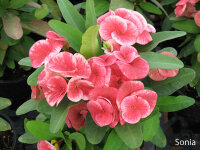 Euphorbia milii Grandiflora-Thai-Hybr. Sonia