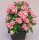 Euphorbia milii Grandiflora-Thai-Hybr. Sonia