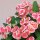 Euphorbia milii Grandiflora-Thai-Hybr. Sonia