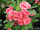 Euphorbia milii Grandiflora-Thai-Hybr. Sonia
