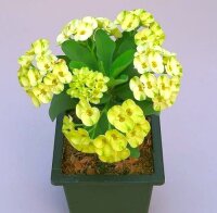 Euphorbia milii Grandiflora-Thai-Hybr. Ek Villain