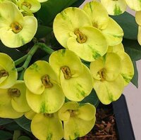 Euphorbia milii Grandiflora-Thai-Hybr. Ek Villain