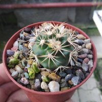 Discocactus petr-halfari MH 725  CITES, not outside EU