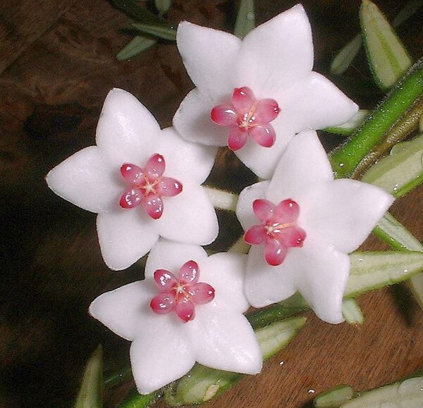 Hoya engleriana
