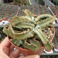 Kalanchoe beharensis cv. Maltese Cross