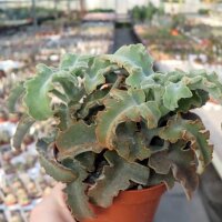 Kalanchoe beharensis cv. Maltese Cross