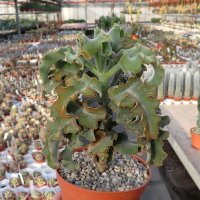 Kalanchoe beharensis cv. Maltese Cross