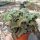 Kalanchoe beharensis cv. Maltese Cross
