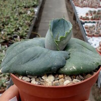 Agave marmorata cv. Papilio Platanoides