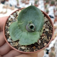 Agave marmorata cv. Papilio Platanoides