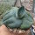 Agave marmorata cv. Papilio Platanoides