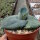 Agave marmorata cv. Papilio Platanoides