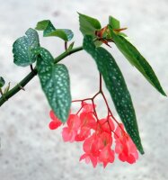 Begonia albopicta