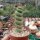 Eulychnia castanea cv. Spiralis