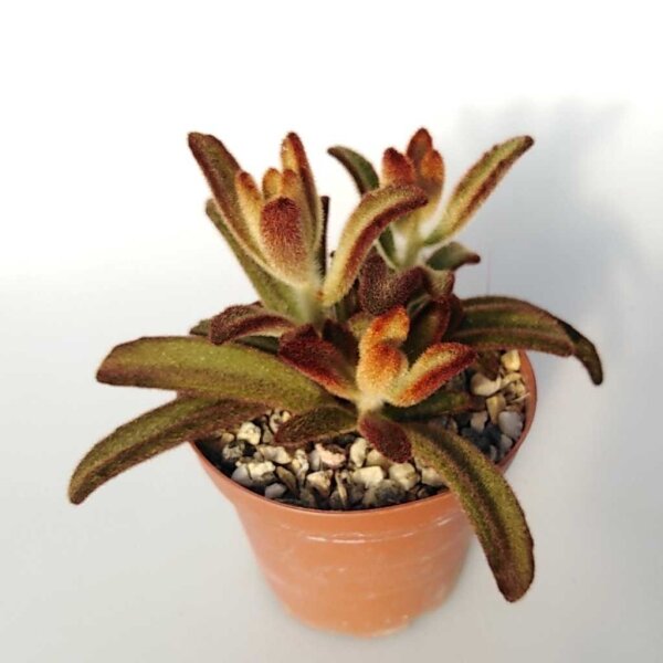 Kalanchoe tomentosa cv. Bruno
