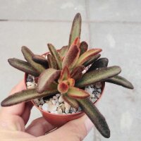 Kalanchoe tomentosa cv. Bruno