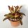 Kalanchoe tomentosa cv. Bruno