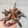 Kalanchoe tomentosa cv. Bruno