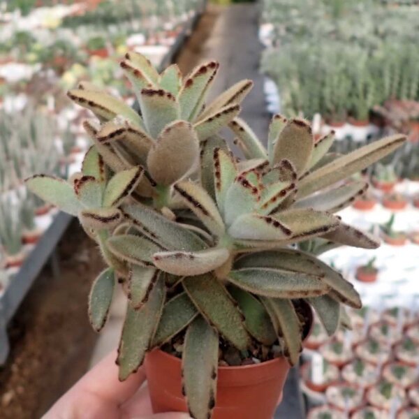 Kalanchoe tomentosa cv. Aurea