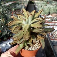Kalanchoe tomentosa cv. Aurea