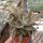 Kalanchoe tomentosa cv. Aurea