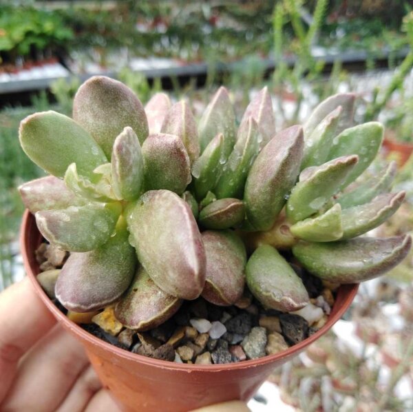 Adromischus trigynus cv. Appuntito