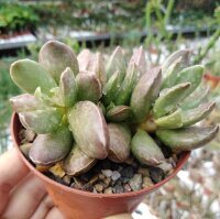 Adromischus trigynus cv. Appuntito