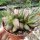 Adromischus trigynus cv. Appuntito