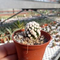 Mammillaria gracilis-Hybr. Oruga