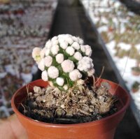 Mammillaria gracilis-Hybr. Oruga